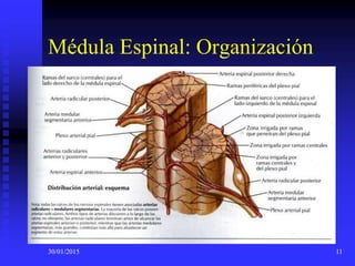 30/01/2015 11
Médula Espinal: Organización
 