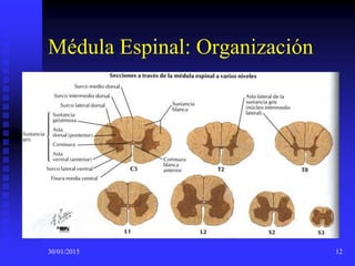 30/01/2015 12
Médula Espinal: Organización
 