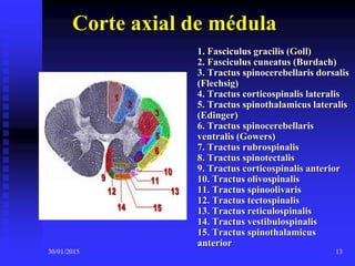 30/01/2015 13
Corte axial de médula
1. Fasciculus gracilis (Goll)
2. Fasciculus cuneatus (Burdach)
3. Tractus spinocerebellaris dorsalis
(Flechsig)
4. Tractus corticospinalis lateralis
5. Tractus spinothalamicus lateralis
(Edinger)
6. Tractus spinocerebellaris
ventralis (Gowers)
7. Tractus rubrospinalis
8. Tractus spinotectalis
9. Tractus corticospinalis anterior
10. Tractus olivospinalis
11. Tractus spinoolivaris
12. Tractus tectospinalis
13. Tractus reticulospinalis
14. Tractus vestibulospinalis
15. Tractus spinothalamicus
anterior
 