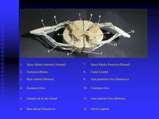 1. Surco Medio Anterior (Ventral) 7. Surco Medio Posterior (Dorsal)
2. Sustancia Blanca 8. Canal Central
3. Raíz ventral (Motora) 9. Asta posterior Gris (Sensitivo)
4. Sustancia Gris 10. Comisura Gris
5. Ganglio de la raíz dorsal 11. Asta anterior Gris (Motora)
6. Raíz dorsal (Sensitivo) 12. Nervio espinal
 