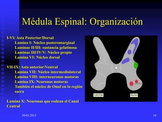 30/01/2015 16
Médula Espinal: Organización
I-VI: Asta Posterior/Dorsal
Lamina I: Núcleo posteromarginal
Laminae II/III: sustancia gelatinosa
Laminae III/IV/V: Núcleo propio
Lamina VI: Núcleo dorsal
VII-IX: Asta anterior/Ventral
Lamina VII: Núcleo intermediolateral
Lamina VIII: interneuronas motoras
Lamina IX: Neuronas motoras
También el núcleo de Onuf en la región
sacra
Lamina X: Neuronas que rodean el Canal
Central
 