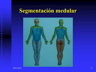 30/01/2015 21
Segmentación medular
 