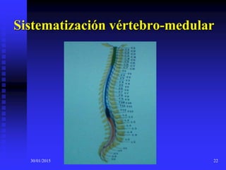 30/01/2015 22
Sistematización vértebro-medular
 