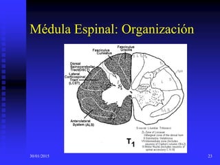 30/01/2015 23
Médula Espinal: Organización
 