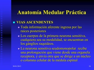 30/01/2015 24
Anatomía Medular Práctica
 VIAS ASCENDENTES
 Toda información aferente ingresa por las
raíces posteriores
 Los cuerpos de la primera neurona sensitiva,
cualquiera sea su modalidad, se encuentran en
los gánglios raquídeos.
 La neurona sensitiva seudomonopolar recibe
una prolongación que viene desde una organela
receptora, y envía otra que se dirige a un núcleo
o columna celular de la médula espinal
 