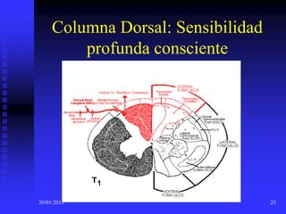30/01/2015 25
Columna Dorsal: Sensibilidad
profunda consciente
 