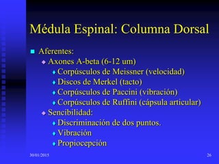 30/01/2015 26
Médula Espinal: Columna Dorsal
 Aferentes:
 Axones A-beta (6-12 um)
 Corpúsculos de Meissner (velocidad)
 Discos de Merkel (tacto)
 Corpúsculos de Paccini (vibración)
 Corpúsculos de Ruffini (cápsula articular)
 Sencibilidad:
 Discriminación de dos puntos.
 Vibración
 Propiocepción
 