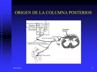 30/01/2015 27
ORIGEN DE LA COLUMNA POSTERIOS
 