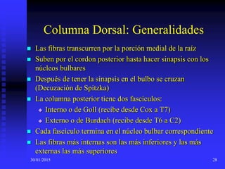 30/01/2015 28
Columna Dorsal: Generalidades
 Las fibras transcurren por la porción medial de la raíz
 Suben por el cordon posterior hasta hacer sinapsis con los
núcleos bulbares
 Después de tener la sinapsis en el bulbo se cruzan
(Decuzación de Spitzka)
 La columna posterior tiene dos fascículos:
 Interno o de Goll (recibe desde Cox a T7)
 Externo o de Burdach (recibe desde T6 a C2)
 Cada fascículo termina en el núcleo bulbar correspondiente
 Las fibras más internas son las más inferiores y las más
externas las más superiores
 