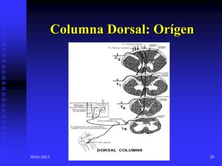 30/01/2015 29
Columna Dorsal: Orígen
 