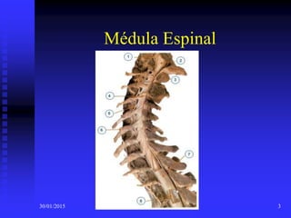Médula Espinal
30/01/2015 3
 