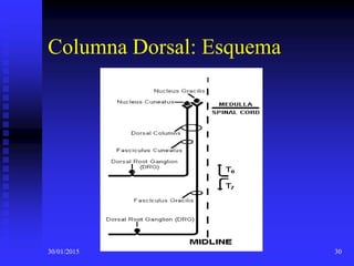 30/01/2015 30
Columna Dorsal: Esquema
 