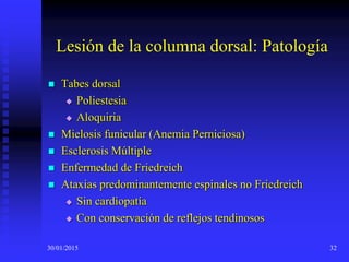 30/01/2015 32
Lesión de la columna dorsal: Patología
 Tabes dorsal
 Poliestesia
 Aloquiria
 Mielosis funicular (Anemia Perniciosa)
 Esclerosis Múltiple
 Enfermedad de Friedreich
 Ataxias predominantemente espinales no Friedreich
 Sin cardiopatía
 Con conservación de reflejos tendinosos
 