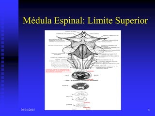 30/01/2015 4
Médula Espinal: Límite Superior
 