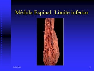 30/01/2015 5
Médula Espinal: Límite inferior
 