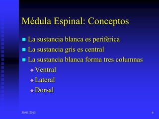 30/01/2015 6
Médula Espinal: Conceptos
 La sustancia blanca es periférica
 La sustancia gris es central
 La sustancia blanca forma tres columnas
 Ventral
 Lateral
 Dorsal
 