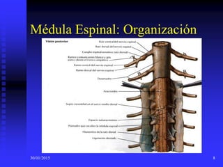 30/01/2015 8
Médula Espinal: Organización
 