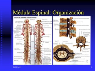 30/01/2015 9
Médula Espinal: Organización
 