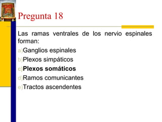 Pregunta 18
Las ramas ventrales de los nervio espinales
forman:
a)Ganglios espinales
b)Plexos simpáticos
c)Plexos somáticos
d)Ramos comunicantes
e)Tractos ascendentes

 
