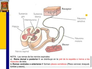NOTA: Las ramas de los nervios espinales:
NOTA: Las ramas de los nervios espinales:
a) Rama dorsal o posterior se distribuye en la piel de la espalda e inerva a los
a) Rama dorsal o posterior se distribuye en la piel de la espalda e inerva a los
músculos de ésta.
músculos de ésta.
b) Ramas ventrales o anteriores forman plexos somáticos (Plexo cervical, braquial,
b) Ramas ventrales o anteriores forman plexos somáticos (Plexo cervical, braquial,
lumbar yysacro).
lumbar sacro).

 