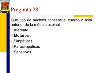 Pregunta 28
Qué tipo de núcleos contiene el cuerno o asta
anterior de la médula espinal
a)Aferente
b)Motores
c)Simpáticos
d)Parasimpáticos
e)Sensitivos

 