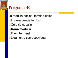 Pregunta 40
La médula espinal termina como:
a)Intumescencia lumbar
b)Cola de caballo
c)Cono medular
d)Filum terminal
e)Ligamento sacrococcígea

 
