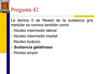 Pregunta 42
La lámina II de Rexed de la sustancia gris
medular se conoce también como
a)Núcleo intermedio lateral
b)Núcleo intermedio medial
c)Núcleo torácico
d)Sustancia gelatinosa
e)Núcleo propio

 
