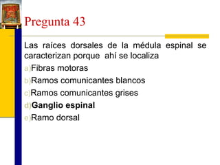 Pregunta 43
Las raíces dorsales de la médula espinal se
caracterizan porque ahí se localiza
a)Fibras motoras
b)Ramos comunicantes blancos
c)Ramos comunicantes grises
d)Ganglio espinal
e)Ramo dorsal

 