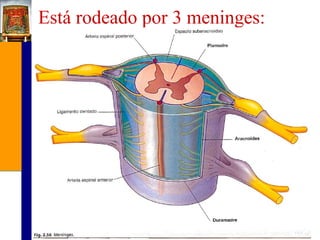 Está rodeado por 3 meninges:

 