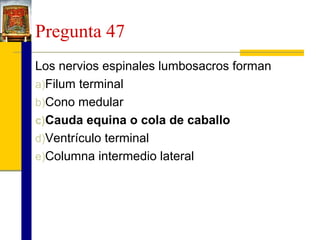 Pregunta 47
Los nervios espinales lumbosacros forman
a)Filum terminal
b)Cono medular
c)Cauda equina o cola de caballo
d)Ventrículo terminal
e)Columna intermedio lateral

 