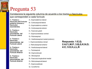 Pregunta 53
Correlacione la siguiente columna de acuerdo a los tractos o fascículos
que corresponden a cada funículo
1.- Tractos o
fascículos del Funículo
posterior (tractos o
fascículos
ascendentes)

A.- Espinotalámico lateral

2.- Tractos o
fascículos
ascendentes del
Funículo Lateral

E.- Fascículo grácil

3.- Tractos o
fascículos
descendentes del
Funículo Lateral

H.- Vestíbuloespinal medial (anterior)

4.- Tractos o
fascículos
ascendentes del
Funículo Anterior

K.- Vestíbuloespinal lateral

5.- Tractos o
fascículos
descendentes del
Funículo Anterior

N.- Olivoespinal

B.- Corticoespinal lateral
C.- Espinotalámico anterior
D.- Corticoespinal anterior
F.- Espinocerebeloso ventral
G.- Rubroespinal
I.- Espinocerebeloso dorsal
J.- Retículoespinal anterior
L.- Tectoespinal
M.- Espinoreticular
Ñ.- Fascículo longitudinal medial
O.- Retículoespinal lateral
P.- Espinovestibular
Q.- Cuneiforme

Respuesta: 1:E,Q;
2:A,F,I,M,P; 3:B,G,K,N,O;
4:C; 5:D,H,J,L,Ñ

 