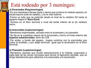 Está rodeado por 3 meninges:
a) Duramadre (Paquimeninges)
•Es una membrana fibrosa fuerte y densa que encierra la médula espinal y la
cauda equina (cola de caballo), y es la más externa.
•Forma un tubo que se extiende desde el nivel de la vértebra S2 hasta el
agujero magno Saco Dural.
•Termina en el filum terminal a nivel del borde inferior de la 2a vértebra
sacra.
b) Aracnoides (Leptomeninges)
•Membrana impermeable, ubicada entre la duramadre y la piamadre.
•Se fija en la superficie interna de la duramadre y forma el límite externo del
espacio subaracnoideo lleno de LCR.
•Por arriba, a través del agujero magno continúa con la aracnoides que
cubre al encéfalo, y por abajo terminan igual que la duramadre en el filum
terminal.
c) Piamadre (Leptomeninges)
•Membrana vascular que reviste estrechamente a la médula, engrosada a
cada lado de las raíces nerviosas para formar el ligamento dentado, que se
dirige lateralmente para adherirse a la aracnoides y la duramadre.

 