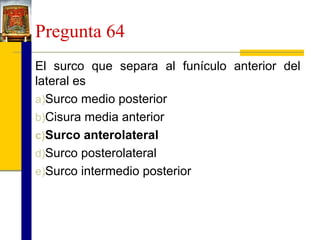 Pregunta 64
El surco que separa al funículo anterior del
lateral es
a)Surco medio posterior
b)Cisura media anterior
c)Surco anterolateral
d)Surco posterolateral
e)Surco intermedio posterior

 
