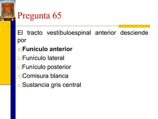 Pregunta 65
El tracto vestíbuloespinal anterior desciende
por
a)Funículo anterior
b)Funículo lateral
c)Funículo posterior
d)Comisura blanca
e)Sustancia gris central

 