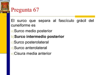 Pregunta 67
El surco que separa al fascículo grácil del
cuneiforme es
a)Surco medio posterior
b)Surco intermedio posterior
c)Surco posterolateral
d)Surco anterolateral
e)Cisura media anterior

 