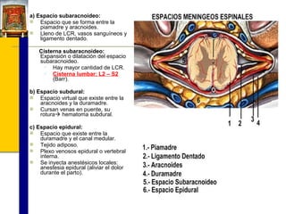 a) Espacio subaracnoideo:
 Espacio que se forma entre la
piamadre y aracnoides.
 Lleno de LCR, vasos sanguíneos y
ligamento dentado.
Cisterna subaracnoideo:
Expansión o dilatación del espacio
subaracnoideo.
 Hay mayor cantidad de LCR.
 Cisterna lumbar: L2 – S2
(Barr).
b) Espacio subdural:
 Espacio virtual que existe entre la
aracnoides y la duramadre.
 Cursan venas en puente, su
rotura hematoma subdural.
c) Espacio epidural:
 Espacio que existe entre la
duramadre y el canal medular.
 Tejido adiposo.
 Plexo venosos epidural o vertebral
interna.
 Se inyecta anestésicos locales:
anestesia epidural (aliviar el dolor
durante el parto).

 