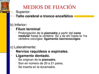 MEDIOS DE FIJACIÓN

a) Superior:
 Tallo cerebral o tronco encefálico

b) Inferior:
 Filum terminal


Prolongación de la piamadre a partir del cono
medular hasta la vértebra S2 y de ahí hasta la 1ra
vértebra coccígea: ligamento sacrococcígeo

c) Lateralmente:
 Nervios raquídeos o espinales.
 Ligamento dentado.




Se originan de la piamadre.
Son en número de 20 a 21 pares.
Se inserta en la duramadre.

 