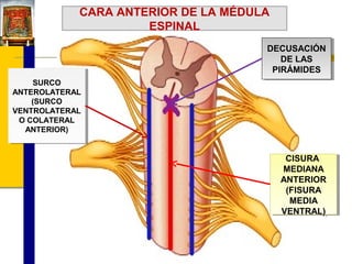 CARA ANTERIOR DE LA MÉDULA
ESPINAL
DECUSACIÓN
DECUSACIÓN
DE LAS
DE LAS
PIRÁMIDES
PIRÁMIDES
SURCO
SURCO
ANTEROLATERAL
ANTEROLATERAL
(SURCO
(SURCO
VENTROLATERAL
VENTROLATERAL
O COLATERAL
O COLATERAL
ANTERIOR)
ANTERIOR)

CISURA
CISURA
MEDIANA
MEDIANA
ANTERIOR
ANTERIOR
(FISURA
(FISURA
MEDIA
MEDIA
VENTRAL)
VENTRAL)

 