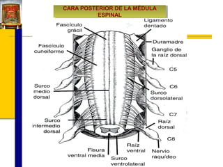CARA POSTERIOR DE LA MÉDULA
CARA POSTERIOR DE LA MÉDULA
ESPINAL
ESPINAL

 