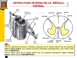 ESTRUCTURA INTERNA DE LA MÉDULA
ESTRUCTURA INTERNA DE LA MÉDULA
ESPINAL
ESPINAL

NOTA:
NOTA:
En los segmentos torácicos yy lumbares superiores de la médula espinal hay una pequeña
En los segmentos torácicos lumbares superiores de la médula espinal hay una pequeña
asta o cuerno lateral, que contiene neuronas simpáticas preganglionares, por lo tanto, tiene
asta o cuerno lateral, que contiene neuronas simpáticas preganglionares, por lo tanto, tiene
función SIMPÁTICA.
función SIMPÁTICA.
En la región sacra de la médula espinal hay una pequeña prolongación: asta o cuerno
En la región sacra de la médula espinal hay una pequeña prolongación: asta o cuerno
lateral, yytiene función PARASIMPÁTICA.
lateral, tiene función PARASIMPÁTICA.

 