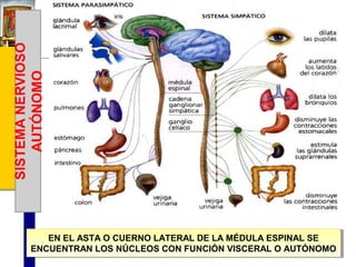 EN EL ASTA O CUERNO LATERAL DE LA MÉDULA ESPINAL SE
EN EL ASTA O CUERNO LATERAL DE LA MÉDULA ESPINAL SE
ENCUENTRAN LOS NÚCLEOS CON FUNCIÓN VISCERAL O AUTÓNOMO
ENCUENTRAN LOS NÚCLEOS CON FUNCIÓN VISCERAL O AUTÓNOMO

 