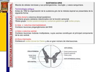 SUSTANCIA GRIS
SUSTANCIA GRIS
Mezcla de células nerviosas yysus prolongaciones, neuroglia yyvasos sanguíneos.
Mezcla de células nerviosas sus prolongaciones, neuroglia vasos sanguíneos.
Terminología antigua
Terminología antigua
Antes de 1952 la organización de la sustancia gris de la médula espinal se presentaba de la
Antes de 1952 la organización de la sustancia gris de la médula espinal se presentaba de la
siguiente forma:
siguiente forma:
a) Asta dorsal oocolumna dorsal (posterior).
a) Asta dorsal columna dorsal (posterior).
•Contiene grupos celulares relacionados con la función sensorial.
•Contiene grupos celulares relacionados con la función sensorial.
•Estos grupo: núcleo posteromarginal, sustancia gelatinosa yyel núcleo propio.
•Estos grupo: núcleo posteromarginal, sustancia gelatinosa el núcleo propio.
b) Asta oo columna intermediolateral . .
b) Asta
columna intermediolateral
Contiene neuronas preganglionares del SNS
Contiene neuronas preganglionares del SNS
c) Asta oocolumna ventral.
c) Asta columna ventral.
Contiene neuronas motoras multipolares, cuyos axones constituyen el principal componente
Contiene neuronas motoras multipolares, cuyos axones constituyen el principal componente
de la raíz ventral.
de la raíz ventral.
d) Zona intermedia.
d) Zona intermedia.
Contiene el núcleo dorsal de Clarke yyde un gran número de interneuronas.
Contiene el núcleo dorsal de Clarke de un gran número de interneuronas.

 