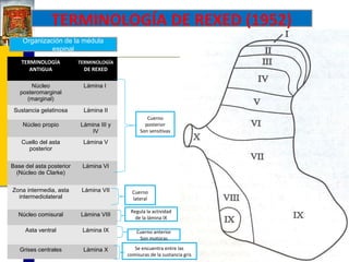 TERMINOLOGÍA DE REXED (1952)
Organización de la médula
espinal
TERMINOLOGÍA
ANTIGUA

TERMINOLOGÍA

Núcleo
posteromarginal
(marginal)

Lámina I

Sustancia gelatinosa

Lámina II

DE REXED

Núcleo propio

Lámina III y
IV

Cuello del asta
posterior

Lámina V

Base del asta posterior
(Núcleo de Clarke)

Lámina VI

Zona intermedia, asta
intermediolateral

Lámina VII

Núcleo comisural

Lámina VIII

Asta ventral

Lámina IX

Grises centrales

Lámina X

Cuerno
posterior
Son sensitivas

Cuerno
lateral
Regula la actividad
de la lámina IX
Cuerno anterior
Son motoras
Se encuentra entre las
comisuras de la sustancia gris

 