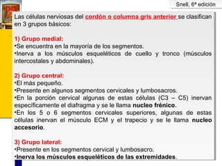 Snell, 6ª edición
Snell, 6ª edición

Las células nerviosas del cordón o columna gris anterior se clasifican
Las células nerviosas del cordón o columna gris anterior se clasifican
en 3 grupos básicos:
en 3 grupos básicos:
1) Grupo medial:
1) Grupo medial:
••Seencuentra en la mayoría de los segmentos.
Se encuentra en la mayoría de los segmentos.
••Inerva a los músculos esqueléticos de cuello y tronco (músculos
Inerva a los músculos esqueléticos de cuello y tronco (músculos
intercostales y abdominales).
intercostales y abdominales).
2) Grupo central:
2) Grupo central:
••Elmás pequeño.
El más pequeño.
••Presenteen algunos segmentos cervicales y lumbosacros.
Presente en algunos segmentos cervicales y lumbosacros.
••En la porción cervical algunas de estas células (C3 – C5) inervan
En la porción cervical algunas de estas células (C3 – C5) inervan
específicamente el diafragma y se le llama nucleo frénico.
específicamente el diafragma y se le llama nucleo frénico.
••En los 5 o 6 segmentos cervicales superiores, algunas de estas
En los 5 o 6 segmentos cervicales superiores, algunas de estas
células inervan el músculo ECM y el trapecio y se le llama nucleo
células inervan el músculo ECM y el trapecio y se le llama nucleo
accesorio.
accesorio.
3) Grupo lateral:
3) Grupo lateral:
••Presenteen los segmentos cervical y lumbosacro.
Presente en los segmentos cervical y lumbosacro.
••Inervalos músculos esqueléticos de las extremidades.
Inerva los músculos esqueléticos de las extremidades.

 