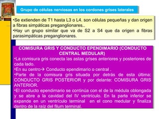Grupo de células nerviosas en los cordones grises laterales
Grupo de células nerviosas en los cordones grises laterales

••Seextienden de T1 hasta L3 o L4. son células pequeñas y dan origen
Se extienden de T1 hasta L3 o L4. son células pequeñas y dan origen
a fibras simpáticas preganglionares..
a fibras simpáticas preganglionares..
••Hay un grupo similar que va de S2 a S4 que da origen a fibras
Hay un grupo similar que va de S2 a S4 que da origen a fibras
parasimpáticas preganglionares.
parasimpáticas preganglionares.
COMISURA GRIS Y CONDUCTO EPENDIMARIO (CONDUCTO
COMISURA GRIS Y CONDUCTO EPENDIMARIO (CONDUCTO
CENTRAL MEDULAR)
CENTRAL MEDULAR)
••Lacomisura gris conecta las astas grises anteriores y posteriores de
La comisura gris conecta las astas grises anteriores y posteriores de
cada lado.
cada lado.
••Ensu centro Conducto ependimario o central ..
En su centro Conducto ependimario o central
••Parte de la comisura gris situada por detrás de esta última:
Parte de la comisura gris situada por detrás de esta última:
CONDUCTO GRIS POSTERIOR y por delante: COMISURA GRIS
CONDUCTO GRIS POSTERIOR y por delante: COMISURA GRIS
ANTERIOR.
ANTERIOR.
••Elconducto ependimario se continúa con el de la médula oblongada
El conducto ependimario se continúa con el de la médula oblongada
y se abre a la cavidad del IV ventrículo. En la parte inferior se
y se abre a la cavidad del IV ventrículo. En la parte inferior se
expande en un ventrículo terminal en el cono medular y finaliza
expande en un ventrículo terminal en el cono medular y finaliza
dentro de la raíz del filum terminal.
dentro de la raíz del filum terminal.

 