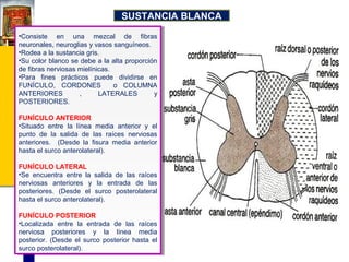 SUSTANCIA BLANCA
•Consiste en una mezcal de fibras
•Consiste en una mezcal de fibras
neuronales, neuroglias yyvasos sanguíneos.
neuronales, neuroglias vasos sanguíneos.
•Rodea aala sustancia gris.
•Rodea la sustancia gris.
•Su color blanco se debe aala alta proporción
•Su color blanco se debe la alta proporción
de fibras nerviosas mielínicas.
de fibras nerviosas mielínicas.
•Para fines prácticos puede dividirse en
•Para fines prácticos puede dividirse en
FUNÍCULO, CORDONES
FUNÍCULO, CORDONES oo COLUMNA
COLUMNA
ANTERIORES
,,
LATERALES
yy
ANTERIORES
LATERALES
POSTERIORES.
POSTERIORES.
FUNÍCULO ANTERIOR
FUNÍCULO ANTERIOR
•Situado entre la línea media anterior yy el
•Situado entre la línea media anterior
el
punto de la salida de las raíces nerviosas
punto de la salida de las raíces nerviosas
anteriores. (Desde la fisura media anterior
anteriores. (Desde la fisura media anterior
hasta el surco anterolateral).
hasta el surco anterolateral).
FUNÍCULO LATERAL
FUNÍCULO LATERAL
•Se encuentra entre la salida de las raíces
•Se encuentra entre la salida de las raíces
nerviosas anteriores yy la entrada de las
nerviosas anteriores
la entrada de las
posteriores. (Desde el surco posterolateral
posteriores. (Desde el surco posterolateral
hasta el surco anterolateral).
hasta el surco anterolateral).
FUNÍCULO POSTERIOR
FUNÍCULO POSTERIOR
•Localizada entre la entrada de las raíces
•Localizada entre la entrada de las raíces
nerviosa posteriores yy la línea media
nerviosa posteriores
la línea media
posterior. (Desde el surco posterior hasta el
posterior. (Desde el surco posterior hasta el
surco posterolateral).
surco posterolateral).

 