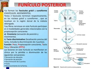 FUNÍCULO POSTERIOR
FUNÍCULO POSTERIOR
••Lo forman los fascículos grácil yy cuneiforme
Lo forman los fascículos grácil cuneiforme
(FASCÍCULOS ASCENDENTES).
(FASCÍCULOS ASCENDENTES).
••Estos 22 fascículos terminan respectivamente,
Estos
fascículos terminan respectivamente,
en los núcleos grácil yy cuneiforme , , que se
en los núcleos grácil cuneiforme que se
localizan en la región dorsal de la médula
localizan en la región dorsal de la médula
oblongada.
oblongada.
••Lasfibras nerviosas en este funículo participan
Las fibras nerviosas en este funículo participan
en 22modalidades generales relacionados con la
en modalidades generales relacionados con la
propiocepción consciente:
propiocepción consciente:
a) Cinestecia (sensación de posición yy
a) Cinestecia (sensación de posición
movimiento).
movimiento).
b) Tacto discriminativo (localización precisa del
b) Tacto discriminativo (localización precisa del
tacto, incluida la discriminación de 22puntos).
tacto, incluida la discriminación de puntos).
Función: Peso, Propiocepción consciente, Tacto
Función: Peso, Propiocepción consciente, Tacto
fino yyVibración (PPTV)
fino Vibración (PPTV)
Las lesiones en este funículo se manifiestan en
Las lesiones en este funículo se manifiestan en
clínica por la pérdida oo disminución de las
clínica por la pérdida
disminución de las
siguientes sensaciones:
siguientes sensaciones:
Sensación de vibración.
Sensación de vibración.
Sensación de posición.
Sensación de posición.
Discriminación de 22puntos.
Discriminación de puntos.
Tacto.
Tacto.
Reconocimiento ddeela forma.
Reconocimiento
la forma.

 