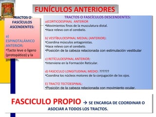 FUNÍCULOS ANTERIORES
FUNÍCULOS ANTERIORES
TRACTOS O
TRACTOS O
FASCÍCULOS
FASCÍCULOS
ASCENDENTES:
ASCENDENTES:
a)
a)
ESPINOTALÁMICO
ESPINOTALÁMICO
ANTERIOR:
ANTERIOR:
••Tactoleve o ligero
Tacto leve o ligero
(protopático) yyla
(protopático) la
presión.
presión.

TRACTOS O FASCÍCULOS DESCENDENTES:
TRACTOS O FASCÍCULOS DESCENDENTES:

a)CORTICOESPINAL ANTERIOR
a)CORTICOESPINAL ANTERIOR
•Movimientos finos de la musculatura distal.
•Movimientos finos de la musculatura distal.
•Hace relevo con el cerebelo.
•Hace relevo con el cerebelo.

b) VESTÍBULOESPINAL MEDIAL (ANTERIOR):
b) VESTÍBULOESPINAL MEDIAL (ANTERIOR):
•Coordina músculos antagonistas.
•Coordina músculos antagonistas.
•Hace relevo con el cerebelo.
•Hace relevo con el cerebelo.
•Posición de la cabeza relacionada con estimulación vestibular
•Posición de la cabeza relacionada con estimulación vestibular
c) RETÍCULOESPINAL ANTERIOR:
c) RETÍCULOESPINAL ANTERIOR:
•Interviene en la Formación Reticular.
•Interviene en la Formación Reticular.
d) FASCICULO LONGITUDINAL MEDIO: ??????
d) FASCICULO LONGITUDINAL MEDIO: ??????
•Coordina los núcleos motores de la conjugación de los ojos.
•Coordina los núcleos motores de la conjugación de los ojos.
E) TRACTO TECTOESPINAL:
E) TRACTO TECTOESPINAL:
•Posición de la cabeza relacionada con movimiento ocular.
•Posición de la cabeza relacionada con movimiento ocular.

FASCICULO PROPIO  SE ENCARGA DE COORDINAR OO
FASCICULO PROPIO  SE ENCARGA DE COORDINAR
ASOCIAR A TODOS LOS TRACTOS.
ASOCIAR A TODOS LOS TRACTOS.

 