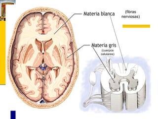 (fibras
nerviosas)

(cuerpos
celulares)

 