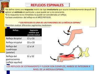 REFLEJOS ESPINALES
REFLEJOS ESPINALES
•Se define como una respuesta motriz de tipo involuntaria que ocurre inmediatamente después de
•Se define como una respuesta motriz de tipo involuntaria que ocurre inmediatamente después de
aplicar un estímulo en particular, yyque puede ser oono consciente.
aplicar un estímulo en particular, que puede ser no consciente.
•Si la respuesta no es inmediata no puede ser considerada un reflejo.
•Si la respuesta no es inmediata no puede ser considerada un reflejo.
•La base anatómica del reflejo es el ARCO REFLEJO.
•La base anatómica del reflejo es el ARCO REFLEJO.
•“LOS REFLEJOS ES UNA DE LAS FUNCIONES DE LA MÉDULA ESPINAL”
•“LOS REFLEJOS ES UNA DE LAS FUNCIONES DE LA MÉDULA ESPINAL”
•Permiten evaluar diferentes segmentos medulares:
•Permiten evaluar diferentes segmentos medulares:
Reflejo

Segmento
medular que
permite evaluar

Reflejo Bicipital

C5 y C6

Reflejo tricipital

C6 a C8

Reflejo del
cuadríceps
(patelar)

L2 a L4

Reflejo del
gastrocnemio
(reflejo aquíleo)

S1 y S2

LOS REFLEJOS DE ESTIRAMIENTO YYFLEXOR SON EJEMPLOS, AMBOS SE INTEGRAN A
LOS REFLEJOS DE ESTIRAMIENTO FLEXOR SON EJEMPLOS, AMBOS SE INTEGRAN A
NIVEL DE LA MEDULA ESPINAL.
NIVEL DE LA MEDULA ESPINAL.

 